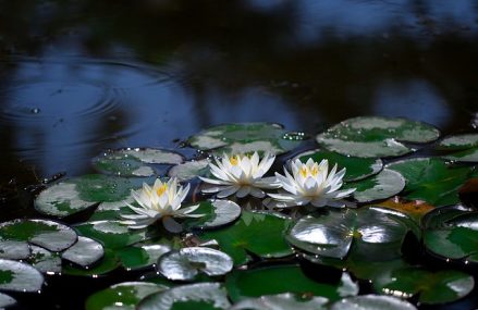 Choix de filtre pour bassin : guide pratique pour débutants